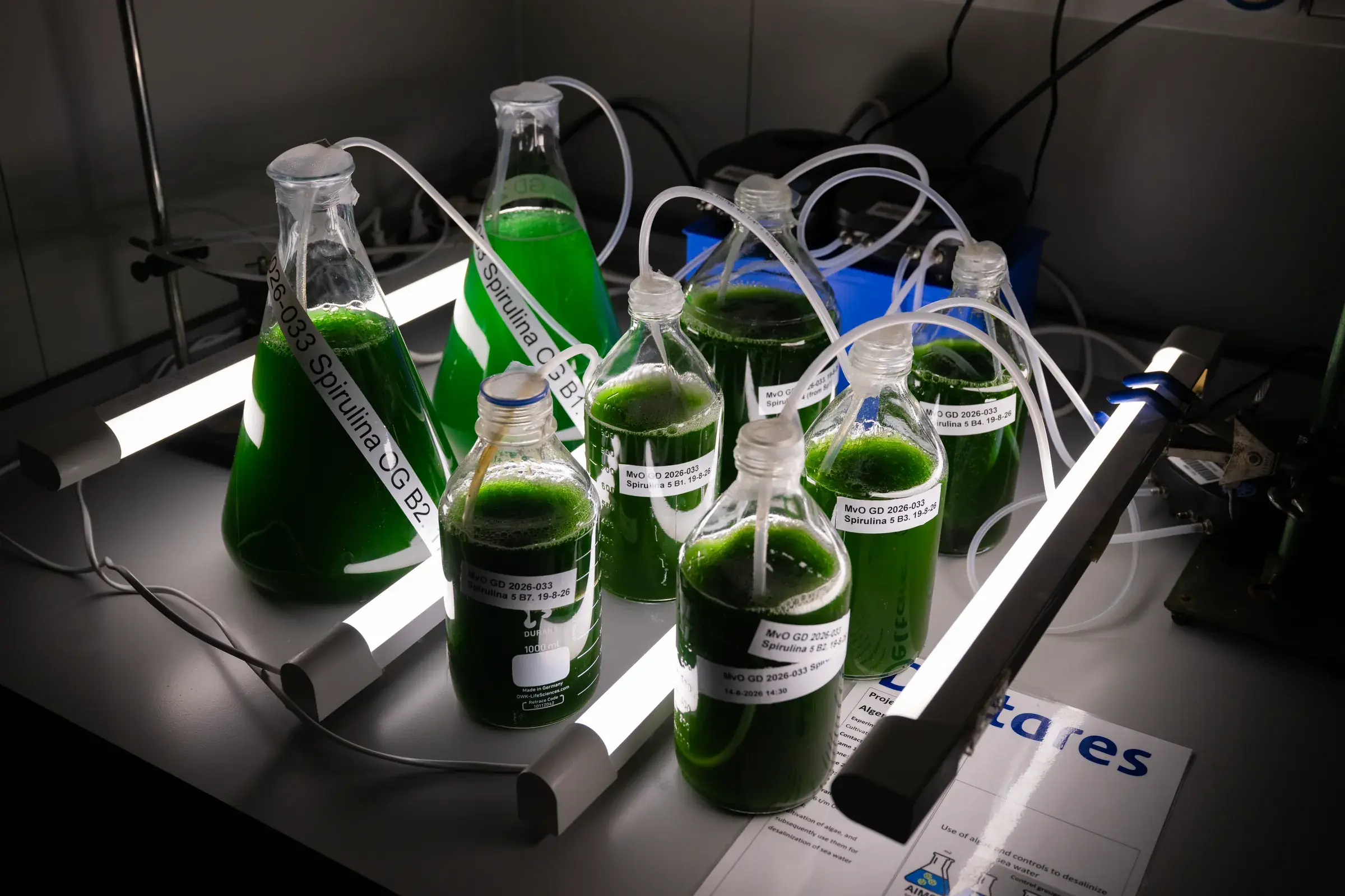 Flasks of green algae culture connected by tubing in the Algaenius lab